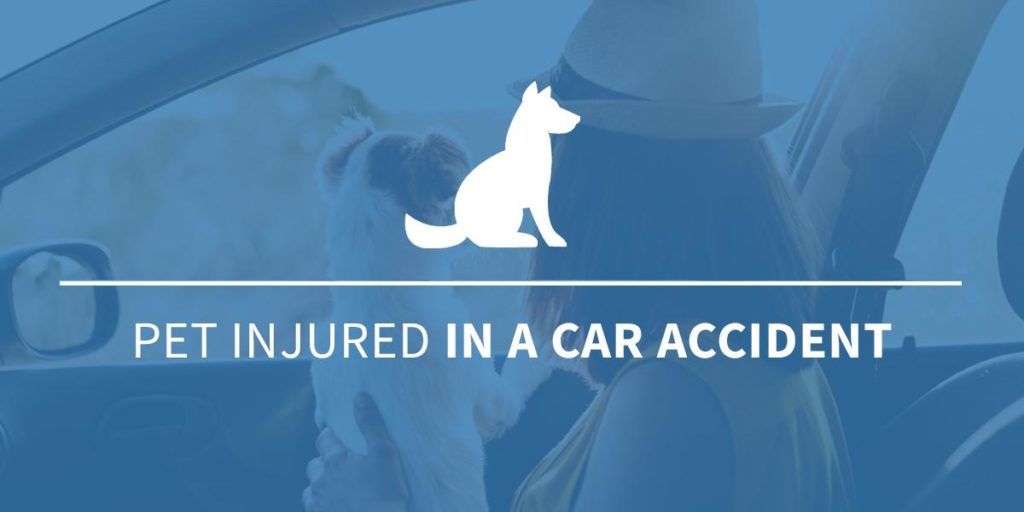 Pet Injured